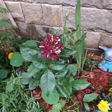 бялото конче *